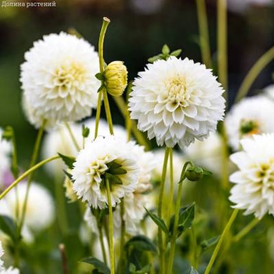 Георгина Мияма Фубуки - Dolinasad.by