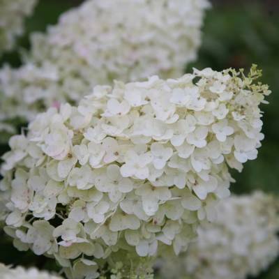 Гортензия метельчатая Сильвер Доллар, С3 - Dolinasad.by