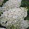 Гортензия метельчатая Сильвер Доллар, С3 - Dolinasad.by