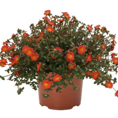 Портулак Капкейк Каррот - Dolinasad.by