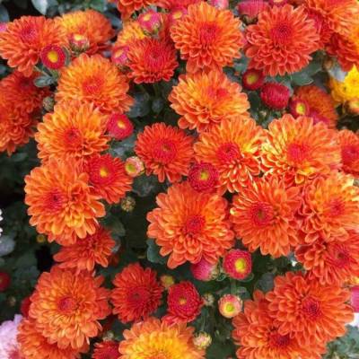 Хризантема мультифлора Джи Джи Оранж - Dolinasad.by