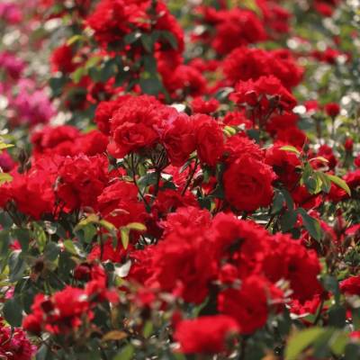 Роза штамбовая Сатчмо - Dolinasad.by