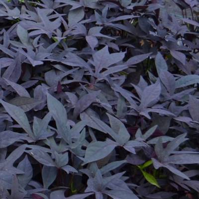 Ипомея кленовидная Флорамия Негро - Dolinasad.by