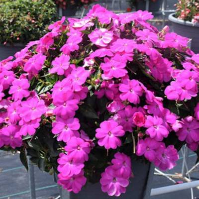 Бальзамин новогвинейский Санпатиес Дарк Лилак - Dolinasad.by