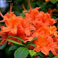 Рододендрон (Азалия) Спикс Оранж фото