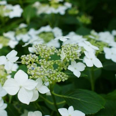 Гортензия крупнолистная Ланарт Уайт, С2 - Dolinasad.by