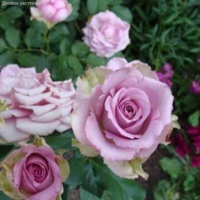 Роза Кул Вотэ в горшке - Dolinasad.by