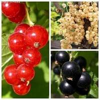 Микс смородины (1+1=3) фото