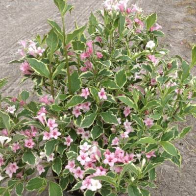 Вейгела цветущая Сюзанна, С3 - Dolinasad.by