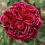 Роза Алфалоп в горшке - Dolinasad.by