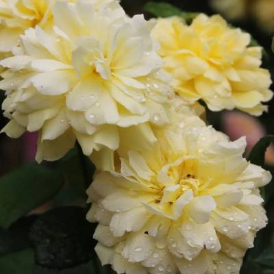 Роза Жоэль Маруани - Dolinasad.by