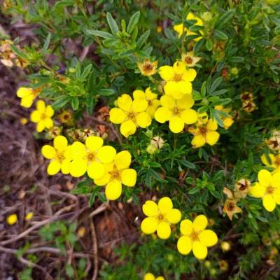 Лапчатка кустарниковая Белла Линдси. С3 - Dolinasad.by