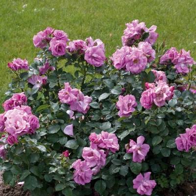 Роза Россион в горшке - Dolinasad.by