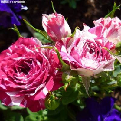 Роза Флешинг в горшке - Dolinasad.by