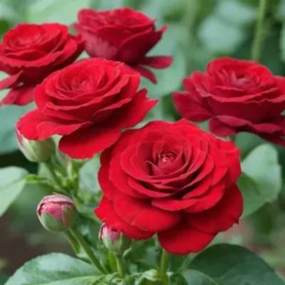 Роза штамбовая Скарлет/Эдельвейс - Dolinasad.by