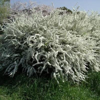 Спирея тунберга - Dolinasad.by