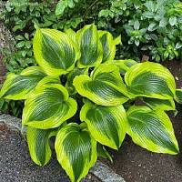 Хоста Атлантис - Dolinasad.by