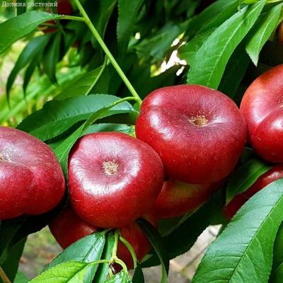 Нектарин Данат - Dolinasad.by