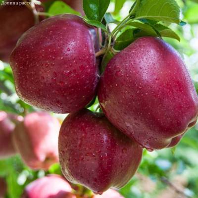Яблоня Ред Делишс - Dolinasad.by