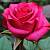 Роза Равель в горшке - Dolinasad.by