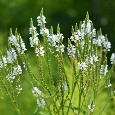 Вербена копьевидная Вайт Спайрс - Dolinasad.by