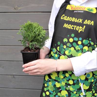 Туя западная Холмструп, С2 - Dolinasad.by