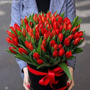 Букет из 51 красных тюльпанов в корбке - Dolinasad.by