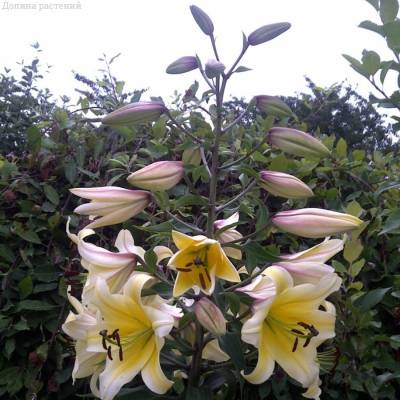 Лилия Монте Бьянко Лилия Монте Бьянко - Dolinasad.by