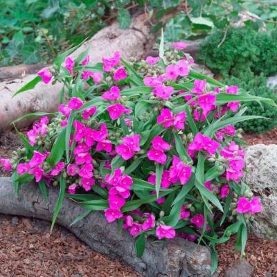 Традесканция андерсона Карминглут - Dolinasad.by