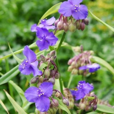 Традесканция андерсона Леонора - Dolinasad.by