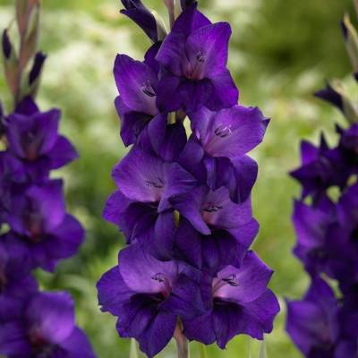 Гладиолус Некст Левел - Dolinasad.by