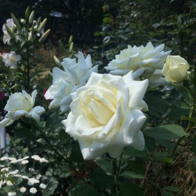 Роза Метрополитен - Dolinasad.by