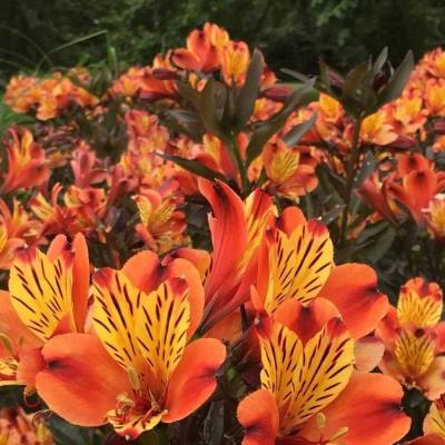 Альстромерия Каллисто - Dolinasad.by