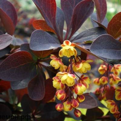 Барбарис оттавский Аурикома, С2 - Dolinasad.by