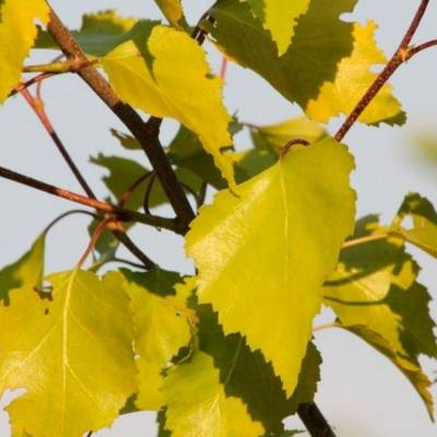 Береза повислая Шневердингер Гольдбирк, С3 - Dolinasad.by