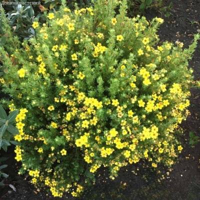 Лапчатка кустарниковая Белла Линдси. С3 - Dolinasad.by