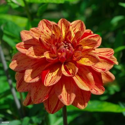 Георгина Пазолини - Dolinasad.by