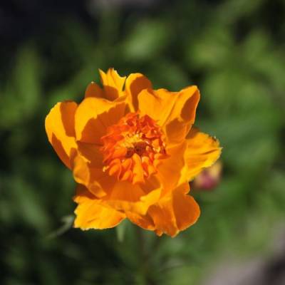 Купальница Оранж Крест - Dolinasad.by