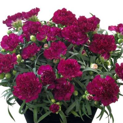 Гвоздика Свит Плеже Пурпл - Dolinasad.by