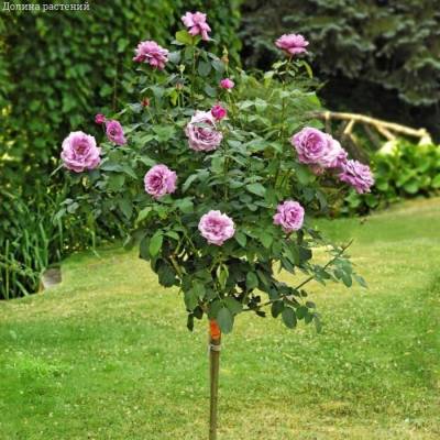 Роза штамбовая Шарль де Голль - Dolinasad.by