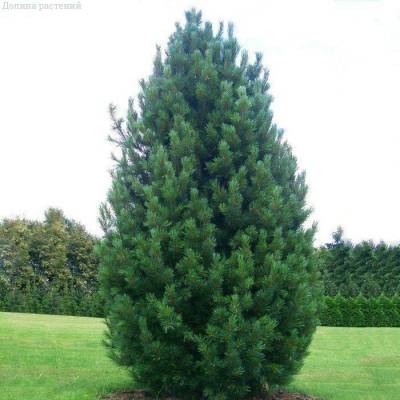Сосна Кедровая (кедр), С3 - Dolinasad.by