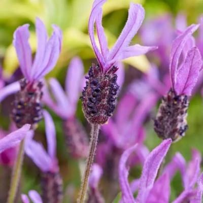 Лаванда французская Белла Тоскана - Dolinasad.by