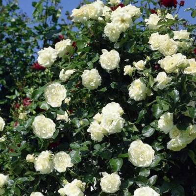 Роза Шневалцер Роза Шневалцер - Dolinasad.by