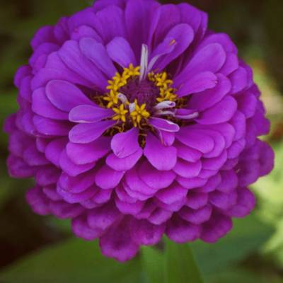 Цинния георгиноцветковая Фиолетовая королева фото