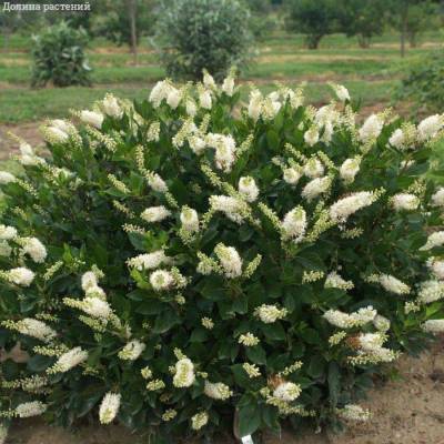 Клетра ольхолистная, С2 - Dolinasad.by