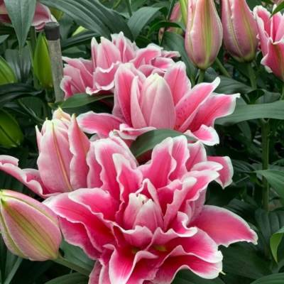 Лилия Роузлили Бьянка - Dolinasad.by