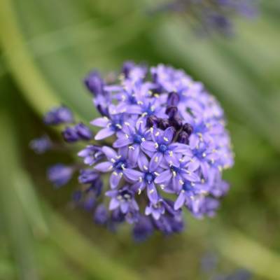 Агапантус Блю Глоб - Dolinasad.by