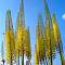 Эремурус Желтый - Dolinasad.by