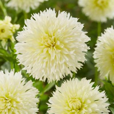 Георгина Айс Кристал - Dolinasad.by