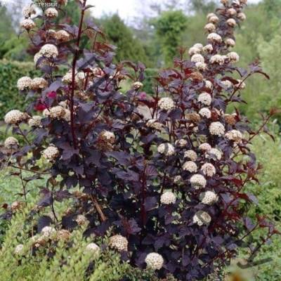 Пузыреплодник калинолистный Шух, С1,5 - Dolinasad.by